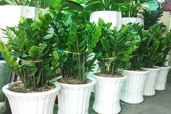 Có nên trồng cây kim tiền trong nhà không ?